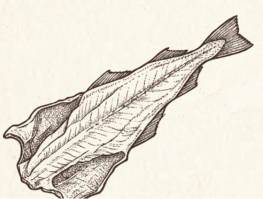 Bacalau